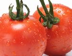 リコピン豊富なトマト