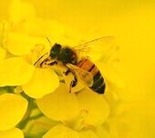 花びらに止まるハチの様子
