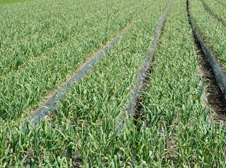 農薬不使用の有機栽培のにんにく畑