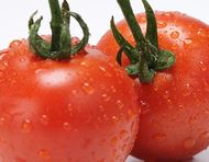 リコピン豊富なトマト