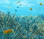 珊瑚カルシウムが採れる海中の様子