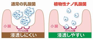 小腸での吸収率の説明図