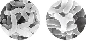 シールド乳酸菌M-1や乳酸菌FK-23のイメージ