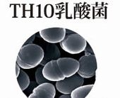TH10乳酸菌