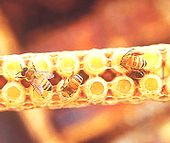 ミツバチがプロポリスを生成するイメージ